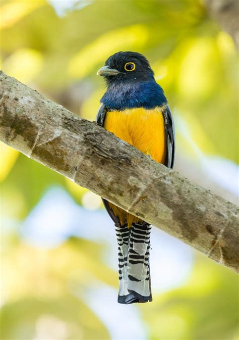 17 Most Beautiful Birds In Costa Rica Guide Photos Sand In My Suitcase