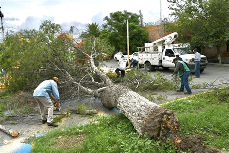 Cae árbol de gran tamaño en DIF Ramos Arizpe autoridades eliminan el