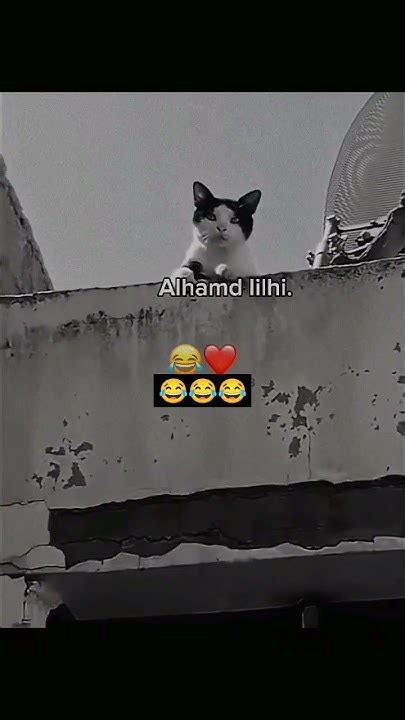 القطه تتكلم كيف😂القطه تجنن😂ستورياتانستامضحكه💘💖 ستورياتانستا💝💞