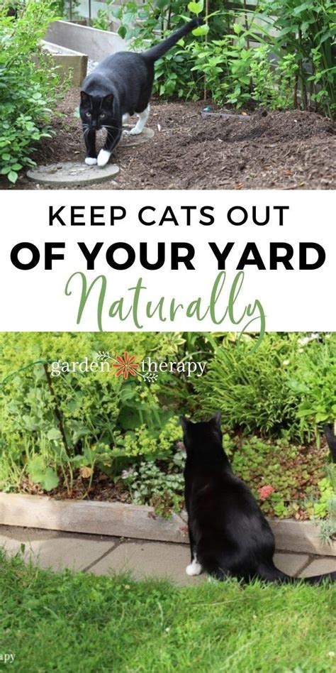 How To Keep Cats Out Of Your Yard Naturally Artofit