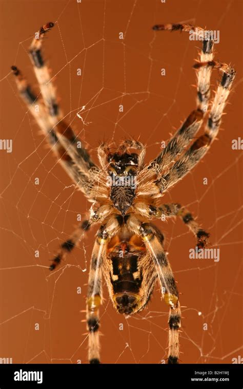 Garden Spider on Web Stock Photo - Alamy