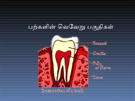 Importance Of Teeth Cleaning In Tamil