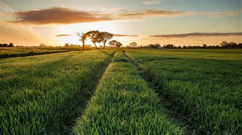 Wallpaper Sunlight Landscape Nature Sky Evening Morning Farm Horizon Barley Cloud