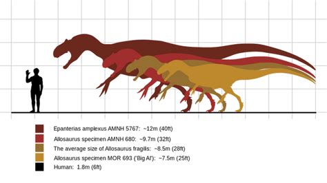 Image - Allosaurus size comparison.svg.png | Land Before Time Wiki ...