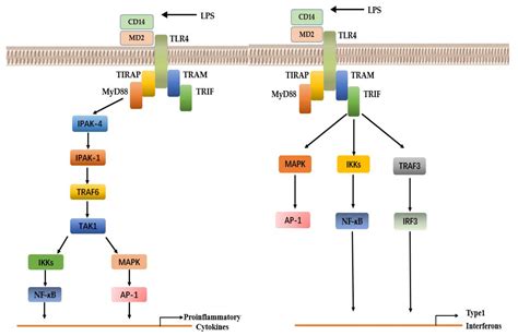 Cells Free Full Text Roles Of Toll Like Receptors In Nitroxidative