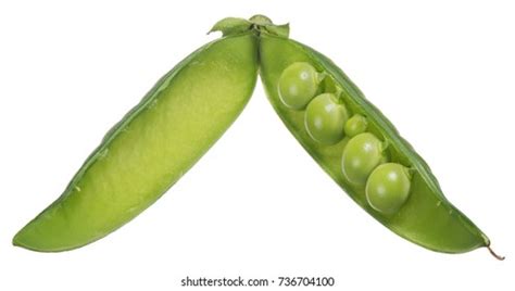 Single Pea Pod Isolated On White Stock Photo 736704100 | Shutterstock