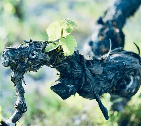 Double Guyot Pruning Royalty Free Images Stock Photos And Pictures