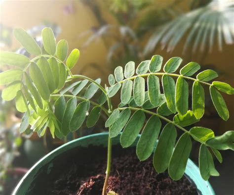 How To Grow Tamarind From Seed Expert Tips Homes Gardens