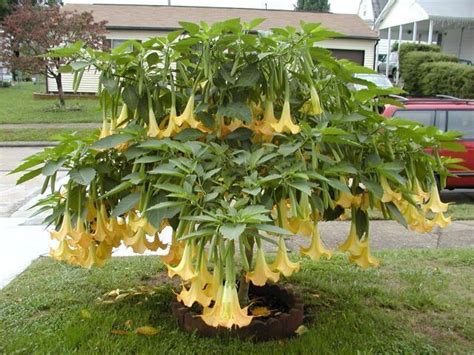 Floripondio Planta Caracteristicas Cuidados Cultivo Y Riego