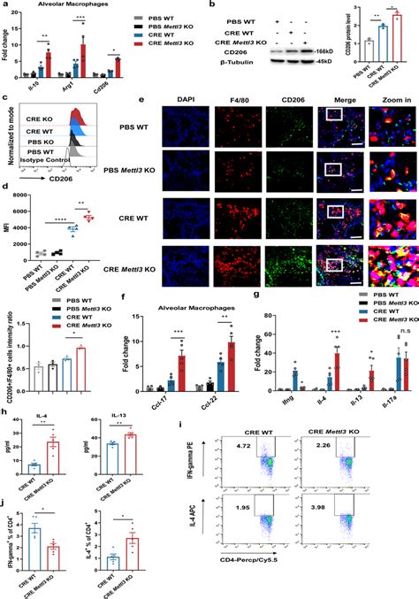 Mettl3 Depletion Enhances Th2 Cell Response In Allergic Airway