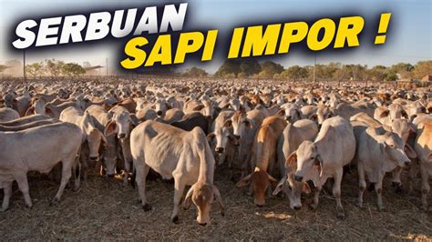 Peternak Sapi Indonesia Harus Bersatu Wujudkan Swasembada Daging Dalam