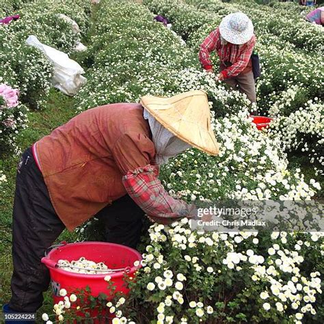 Chrysanthemums Field Photos And Premium High Res Pictures Getty Images