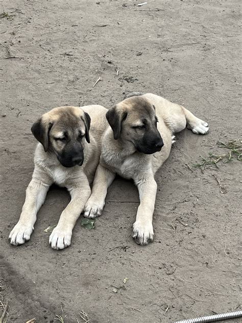 Kangal Dog Puppies For Sale | Hamtramck, MI #536197
