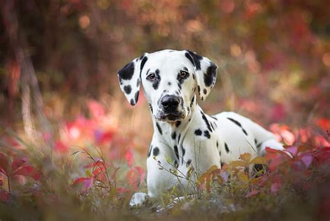 HD wallpaper: Dogs, Dalmatian, Pet | Wallpaper Flare