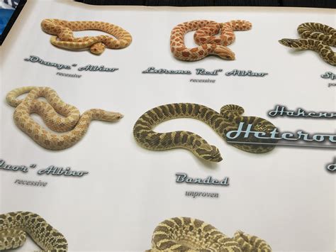 WESTERN HOGNOSE MORPHS POSTER