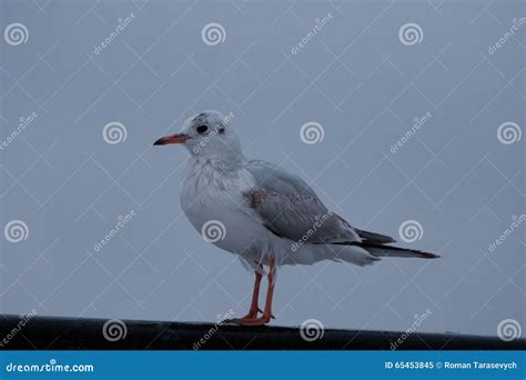 Seagull sitting on a pier stock image. Image of outdoors - 65453845