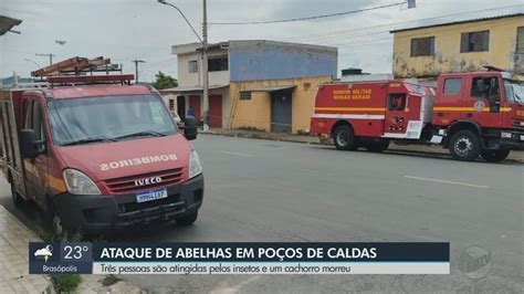 Homem é atacado por enxame de abelhas enquanto limpava caixa d água de