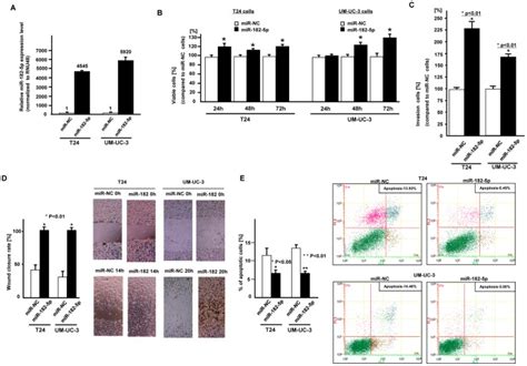 Two Bladder Cancer Cell Lines T And Um Uc Were Transiently