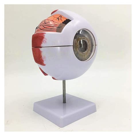 Buy Study Model Anatomical Model Human Eye Model Human Eye Anatomical