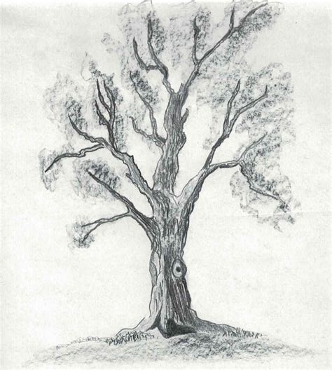 Pencil Tree Drawing Tree Drawing Easy Drawings Drawings