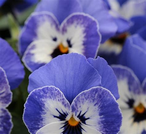 Viola Cornuta Pas733551 Viola Sorbet® Xp Delft Blue From Plantworks