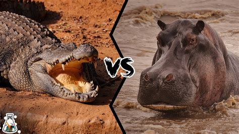 Crocodile Vs Hippo Who Wins The Fight Youtube