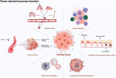 Frontiers The Key Role Of Exosomes On The Pre Metastatic Niche