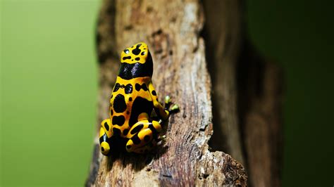 Bumblebee Poison Dart Frog Elmwood Park Zoo