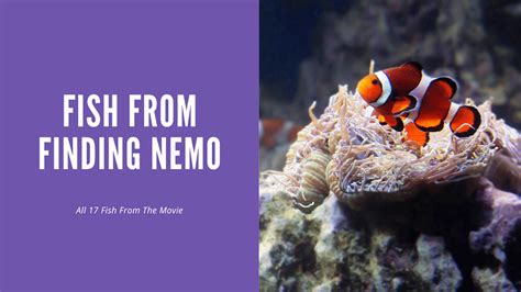 17 Fish From Finding Nemo (With Pictures) - AquariumStoreDepot