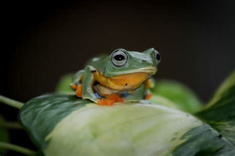 Premium Photo Flying Tree Frog Wallace Frog Javan Tree Frog