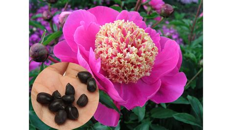 Peonies From Seed Laidback Gardener