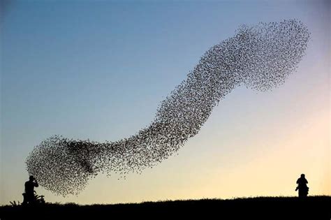 Wave motion shows how bird flocks have to be just the right size | New Scientist