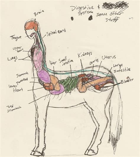 Some Hypotheses About Centaur Anatomy Rmonstergirlscience