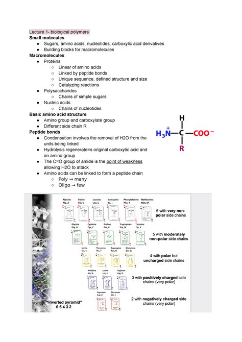 Bioc2580 Notes Lecture 1 Biological Polymers Small Molecules Sugars