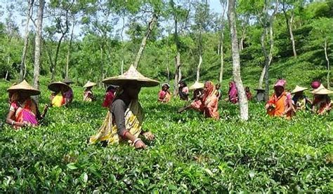 চা শ্রমিকদের দৈনিক মজুরি বেড়েছে ১৮ টাকা