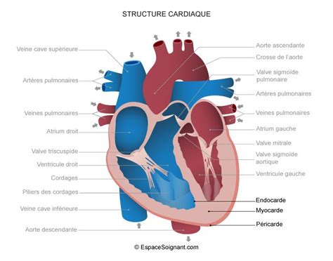 Anatomie Du Coeur Cours Aides Soignants Coeur Anatomie Anatomie Hot