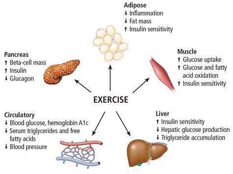 The Essential Role Of Exercise In The Management Of Type Diabetes