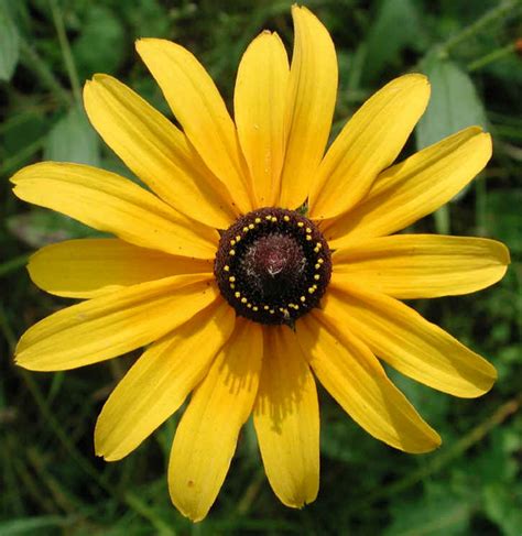 Black Eyed Susan Rudbeckia Hirta World Of Flowers