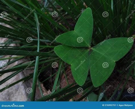 Planta De Oxalis Verde O Planta De Mariposa Imagen De Archivo Imagen