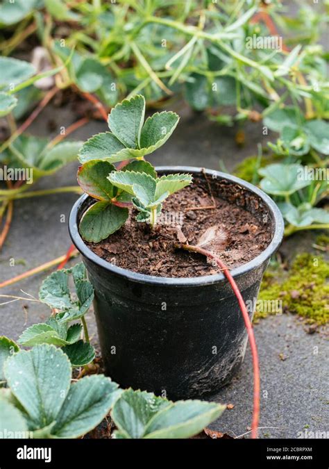 Propagating Strawberries Hi Res Stock Photography And Images Alamy