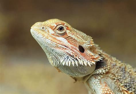 Bearded Dragon Wallpapers Wallpaper Cave