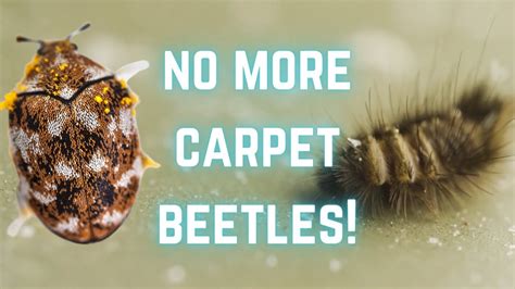 How To Get Rid Of Carpet Beetle You