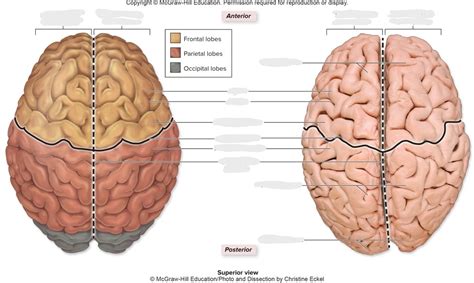 Cerebral Hemispheres Diagram Quizlet