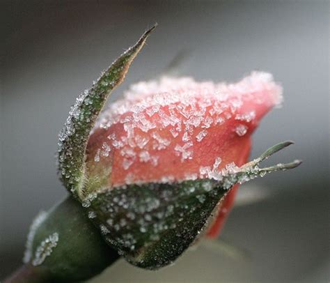 Winterizing Roses « Minnesota Rose Society