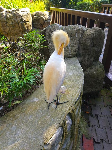 Cattle Egret Zoochat