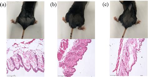 Skin Irritation Of Ru In Mice A Control B G Ml C G