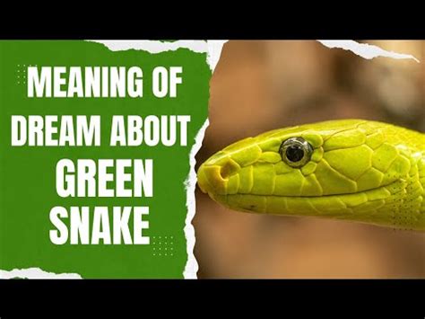 Dream About Green Snake Meaning Biblical Interpretation Of Green Snake