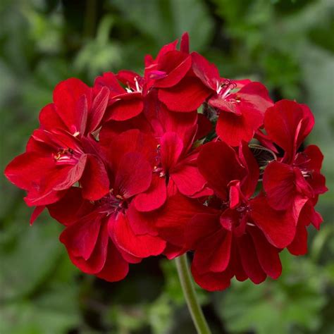 Geranium Ivy League Red Sun Pahl S Market Apple Valley Mn