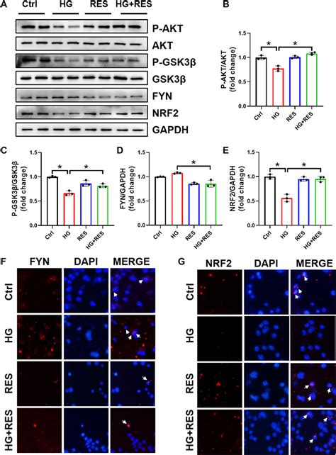 Frontiers Resveratrol Attenuates High Glucose Induced Osteoblast