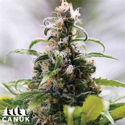 South African Feminized Seeds Elite Strain Cannabis Seeds Canada